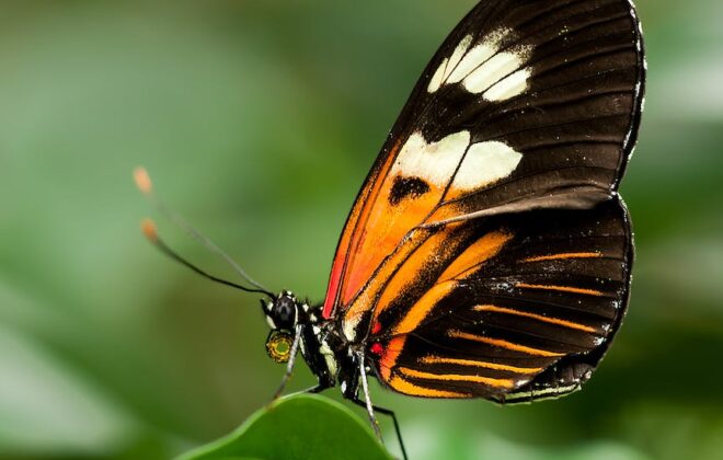 orange white and black butterfly on green leaf