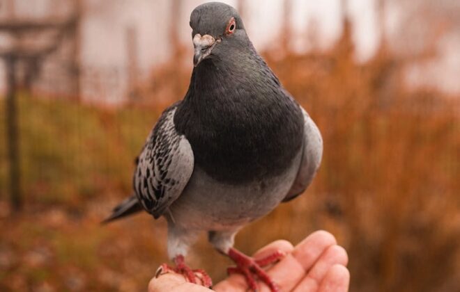 hand holding pigeon