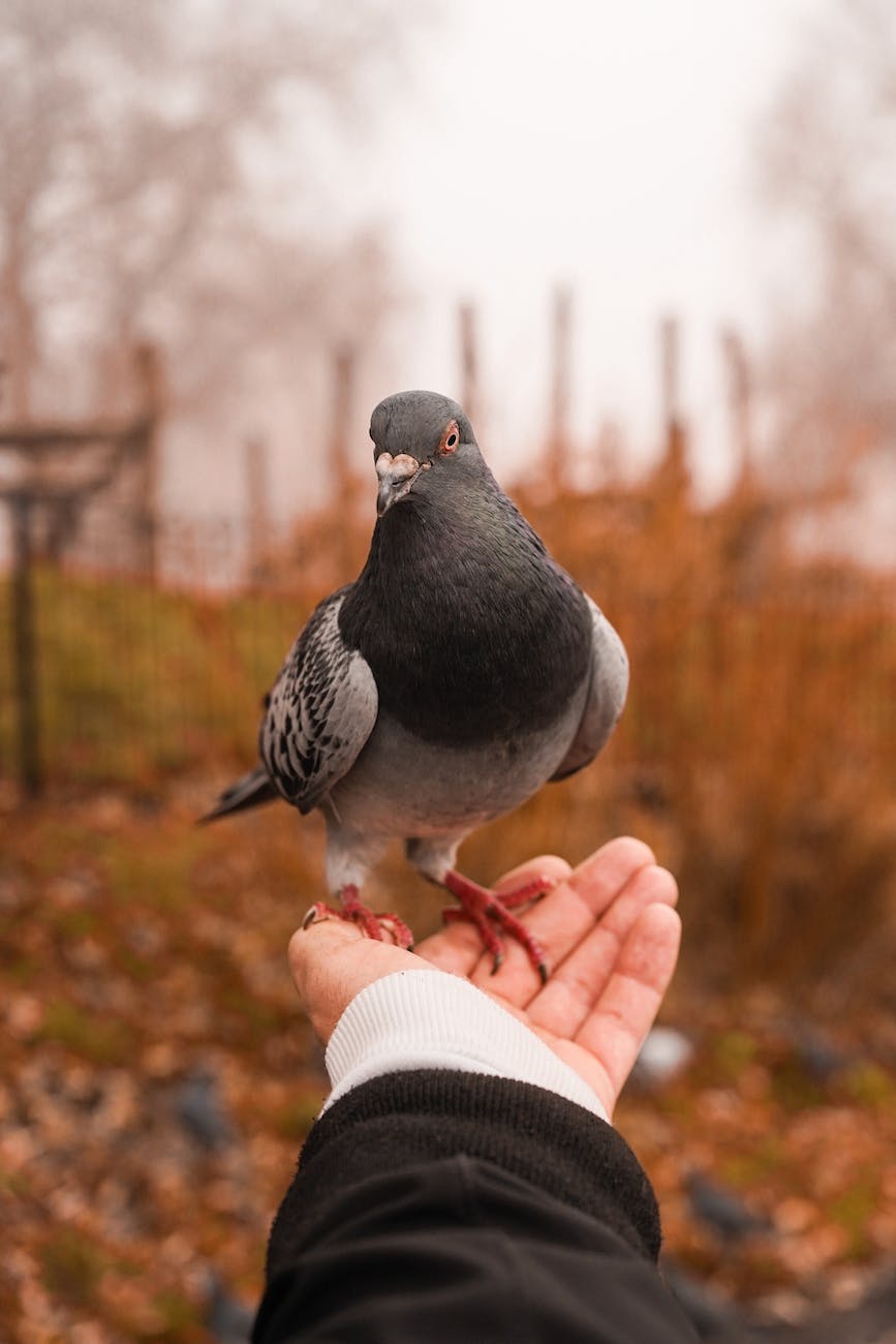 Answered: A pink pigeon was rescued from a NYC park. A wildlife group believes it was dyed for use in a…