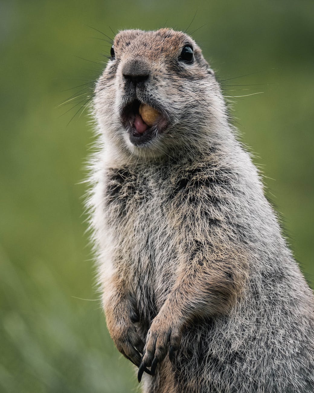 Answered: From which Pennsylvania town did Phil the groundhog just predict six more weeks of winter?