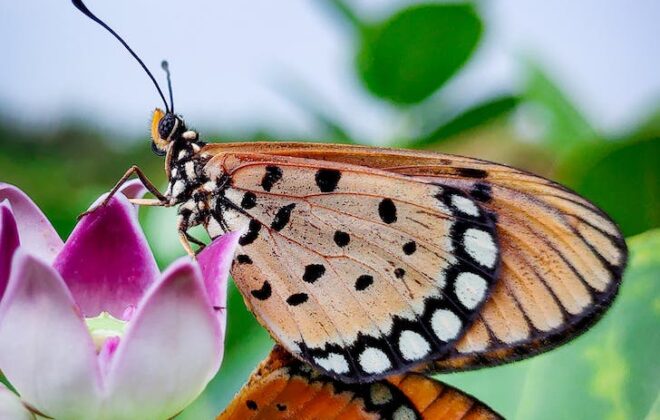 close up photo of a butterfly on a milkweed flower